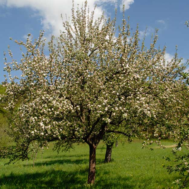 Apfelbaum in voller Blüte - Essigmanufaktur zur Freiheit